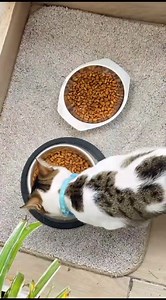 Meet the Chief Taste Tester: Trio the Cat! 🐾 He knows what's good, and he's given King Cat Food from @PetstoreKenya his official paw of approval😻🏆. It isn't just yummy to the tummy it's got the essential nutrients your feline friend needs to stay healthy and active😋😊🐈. Make every mealtime a royal treat for your furry friend with KING PLUS ADULT CAT FOOD. Shop Now 🌐https://petstore.co.ke/ 🎥@nkiroteeee #CatApproved #CatFood #PetstoreKenya #HealthyCats #NutritionForCats #KingCatFood | PetSt