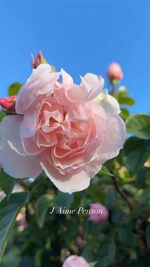 Real beauty of The Generous Gardener, scented climbing rose with lovely light pink flowers , HAMPSHIRE UK #davidaustinroses #roses #roselover | J Aime Richard