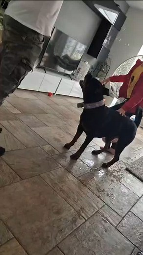 Kiedy stary ma rozum 3 latka ... #rottweiler #fun #playtime #rottweilerworld #rottweilerfamily #rottweilerlove #kennel #fci | Guard of The Queen