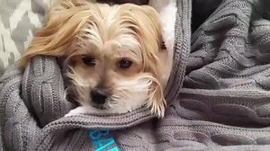 Legit, this is now our survival guide for getting through winter. #dogsofBARK via instagram.com/rambothepuppy | BARK