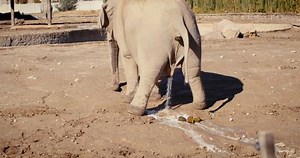 Elefante defecando y orinando, tiro en: video de stock (totalmente libre de regalías) 1099090127 | Shutterstock
