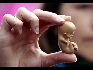 3D embryo model shows early human development in astonishing details