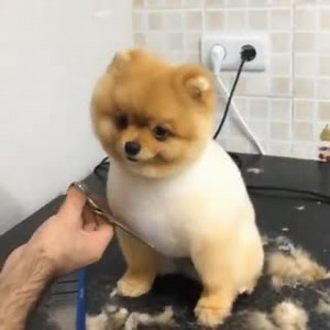 ¡La elegancia canina nunca se improvisa! 🐶 Mantén saludable la piel y pelaje de tu mascota con shampoo de fórmula veterinaria Synergy Labs | Gabrica Colombia