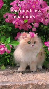 186 reactions · 66 shares | Lolcat on Reels | Facebook