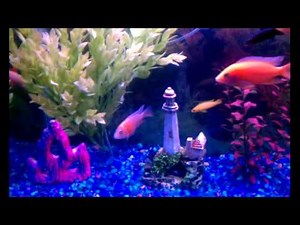 Dragon blood peacocks and some others