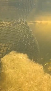 Underwater shots of crawfish trap! #fishing #louisianacrawfish #crawfish | Jacob Cortez1984
