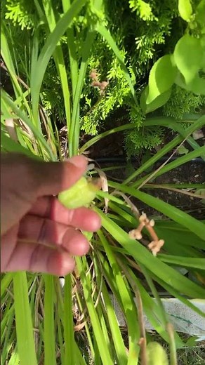 DayLily Maintenance Care 🌸#summergarden #gardening howtogarden #howto #gardeningtips #gardenlife