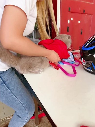 Dressing a Cat in a Fun Cartoon Hooded Outfit