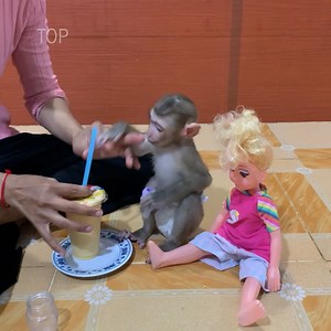 Adorable baby monkey ROJO after drinking milk kissing baby doll and playing | Family ROJO