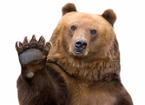 3 Facts about bears and lady business