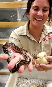 11K views · 122 reactions | These baby Pythons are ready to hatch and...