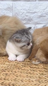 2.9M views · 124K reactions | Kitten and bunny #kitten #cats #kitty #cuteness #virals #bunny #rabbit #reelsviralfb #reelsfb #shortsviral #foryoupage #reelsofinstagram #cat #cats #catlover #fyp #foryou#cutenessoverloaded #adorable | Hello Skitty | Facebook
