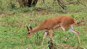 Steenbok foraging, one of the the smallest antelope in the African Bush Kingdom #reels #life #viral #trend #video #travel #wow #wild #roar #epic #nature #africa #wildlife #story #amazing #safari #trending | African Bush Kingdom