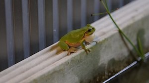 葉っぱの上にいるアマガエルの4K動画