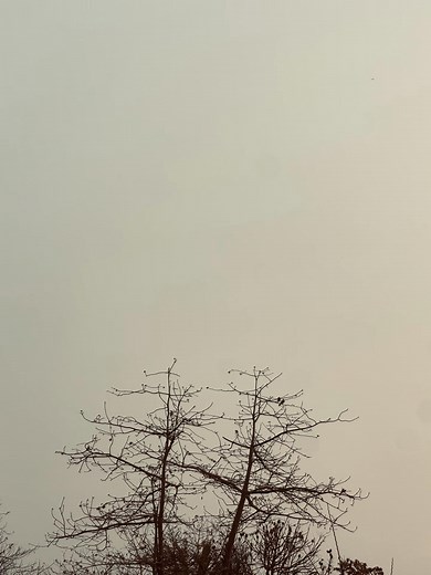 Creating a Beautiful Background with Nature Elements
