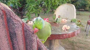 13K views · 556 reactions | Funny Wet Parrots Compilation | Parrots Taking Shower | Parrot Paradise | Facebook