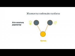 7 жынысты жыныссыз көбею