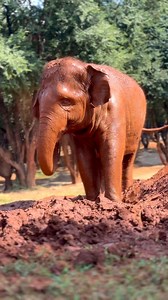 Khamla looks breathtaking as she indulges in a timeless beauty ritual, kindly illuminated by the gaze of the sun. Khamla is the centre of attention in her herd and loved by all. น้องคำหล้า อิกหนึ่งสาวน้อยแสนสวย เธอเป็นจุดศุนย์กลางความรักของครอบครัว เอกลักษณ์ของน้องคำหล้าคือ ใบหน้าที่สวยจิ้มลิ้ม และผิวที่เนียนละเอียด แม้กระทั่งขณะอาบโคลน ผิวของน้องคำหล้าก็เปล่งประกายสวยงามเมื่อยามกระทบกับแสงแดดคะ ✨ #ElephantNaturePark #แอลลิแฟ้นท์เนเจอร์ปาร์ค #Elephant #ChiangMai | Elephant Nature Park