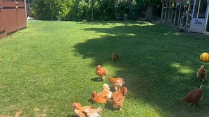 Adoption Update: some of the rescued chickens! Back in May, we were able to rescue 18 chickens from a large chicken egg factory outside Portland, and once they were healthy, they were available for adoption. Here's the update Colleen got from some of the flock's new family, "Hi Colleen, Thanks for reaching out. I have been meaning to write to you. I kept the ladies in the henhouse for two weeks to help them settle in, then last weekend I let them out for an afternoon—and they were so excited! Th