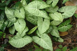 Syngonium podophyllum - Alchetron, The Free Social Encyclopedia