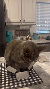 No matter how small the box is, I have to go in😂😂🤣 | Big4