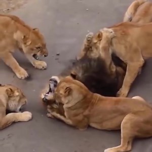5.2K views · 93 reactions | When The Lions Fight For Real. | Happy | Facebook