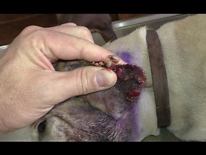 "Jackie" - Mangoworms in the ear lobe