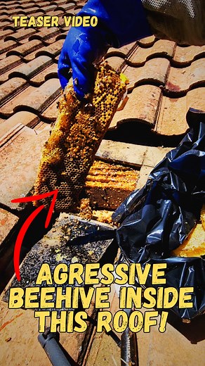 *Teaser Video* From one beehive removal to the next these removals do not get any easier. This beehive has been here in this roof just short of one year and they had tons of honey! _______ Follow ⏩ Ilya Barkanov ⏪ for more information, don't forget to ❤️❤️ ******** Continue Reading ⤵️ I came out to remove a beehive that I thought would be fairly simple to remove and not a big deal but when I opened up this roof.... Boy was I in for a surprise. Also working in a 95° weather doesn't help. Once I o