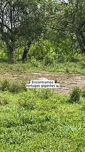 Encontramos tortugas gigantes 🐢 #LuisitoComunica | Luisito Comunica