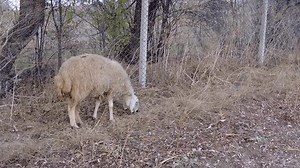 Close-up Sheep Grazing Alone Stock Footage Video (100% Royalty-free) 3547387113 | Shutterstock