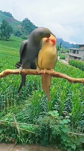 Very beautiful parrots kissing each other If you like the video then like and follow #birds #beautifulbirds #bird #birdsofinstagram #nature #birdphotography #wildlife #naturephotography #best #wildlifephotography #of #photography #birdlovers #birdwatching #captures #ig #perfection #birding #birdstagram #naturelovers #about #nuts #brilliance #beautiful #nikon #birdlife #bestbirdshots #adored #your #india | Iftikhar Khan Swati