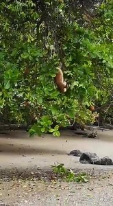 Corcovado, Costa Rica 🇨🇷 | Soy de Costa Rica