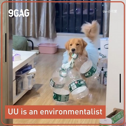 Golden retriever collects bottles for recycling | 9GAG