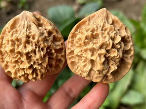 Pair Baoding Balls Walnut Health Exercise Stress Balls Hands Palm Back Foot Antique Natural Walnut Handles Relieve Stress Vintage Ls211 - Etsy UK