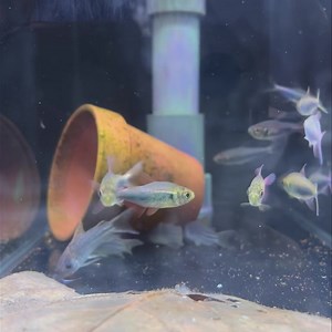 Hyphessobrycon Margitae | IB Aquatic Pets