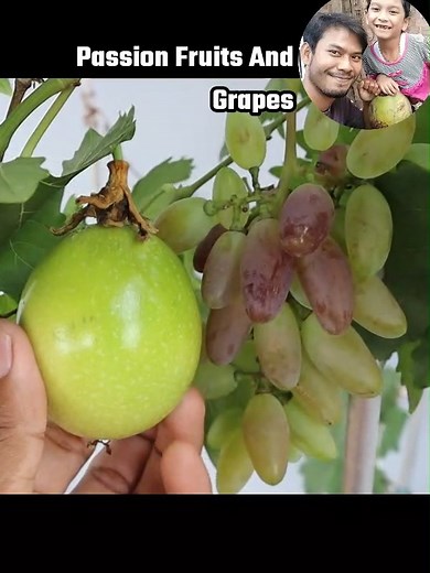Passion Fruit and Grapes🍇 #gardening #pertanian #grape #passionfruit #markisa #Grafting | Grafting Examples