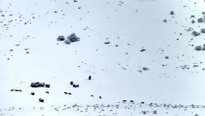Watch as the Junction Butte Pack checks out a herd of bison during our recent Wolf and Wildlife of Yellowstone Tour earlier this week! Wolves are coursing predators, testing prey for weakness before choosing a target. In the video, the herd bunches up to protect calves and doesn't provide an opportunity, so the pack moves along. When you hunt with your teeth, being strategic about risk is critical to survival. Learn more about how you can see encounters like this one unfold here: http://bit.ly/E