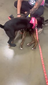 Meet Galaxy, the most mischievous 5-month-old pup around! What breed is she? Well, she's a velociraptor who's been raised by Dennis the Menace and Harley Quinn, so she’s a handful! With a knack for finding trouble in the most unexpected places, Galaxy's like a furry tornado of chaos. If she can get her mouth on it, she’s going to chew it. Galaxy's got an attitude that could intimidate even the bravest of souls—twice her size, twice the sass! She's all about asserting her dominance, even if it me