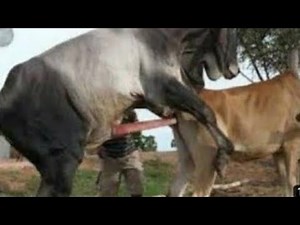 amezing big bull and small cow mating successful || cow crossing