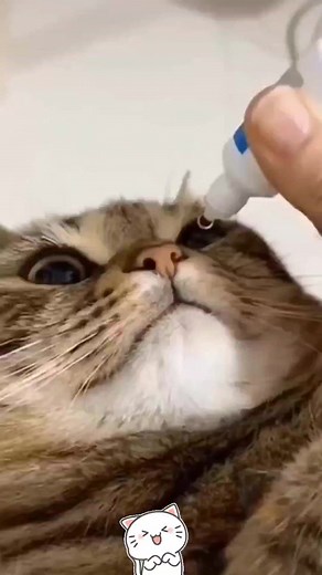 Purr-fection in Motion🐱 | Ask My Cats