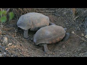 WARNING! Viewer discretion is advised...Desert tortoises mating rituals