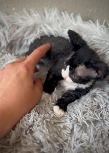 How adorable is “Isaac”?! Such a love bug 🥰🥹 #minskin #minskinkitten | Lilnudists Sphynx & Bambino Cattery