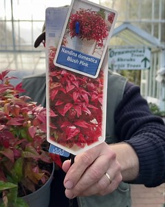 1.5K views | Pergola Nurseries Garden Corner on Reels | Facebook