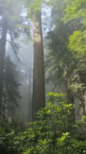 3.2K views · 73 reactions | The beauty of nature ‍ In nature we find ourselves!  | The Cottage Witch | Facebook