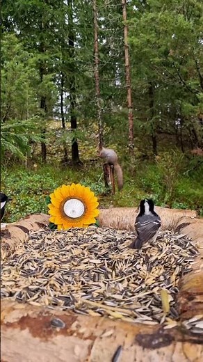 Two Blue Tits and a Squirrel 🐦🐿️ Unexpected Forest Moment in Finland #nature #animallife #birds