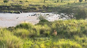 (One of the Paradise females hunting a Zebra)Crossing the river… straight into danger 🦁‼️ #maasaimaranationalreserve #matirabushcamp #lionlovers #lionsightings #wildfreelions | Brian Tira