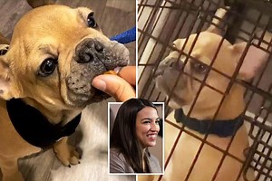 PETA slams AOC for 'buying and CAGING deliberately inbred French bulldog' rather than adopting needy pup