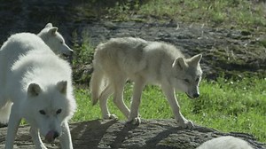 Wolves Canadian Boreal Forest Stock Footage Video (100% Royalty-free) 3732825925 | Shutterstock