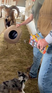 Mouflon vs. dog and pregnant girl at our ram auction today 😅😅 928-241-8356 | BlueRooster TexasRanch