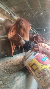 670K views · 13K reactions | Big Cow Farm in Bangladesh | Sadeeq Agro...